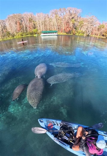 Kayaking with Manatees in Florida's Silver Springs