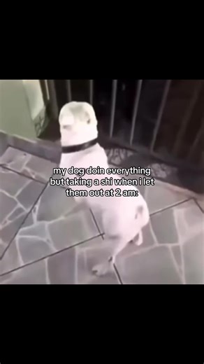 My Dog's 2 AM Adventure: The Ultimate Struggle