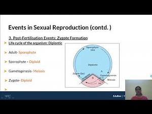 Detailed Overview: Post-Fertilisation Events Video Lecture | Biology for Grade 12