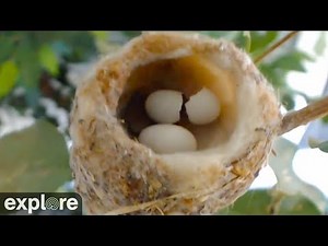 Humming Bird Eggs Hatching - Bella Hummingbird