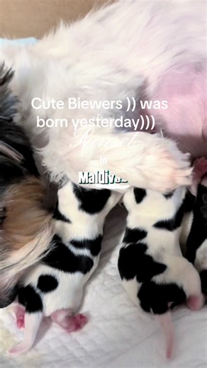 #CapCut cute Biewers #biewer #biewerterrier #bieweryorkshire #bieweryorkie
