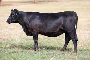 Angus genetics dominate first week of March stud sales