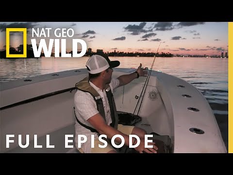 Fastest Fish in Miami (Full Episode) | Fish My City with Mike Iaconelli