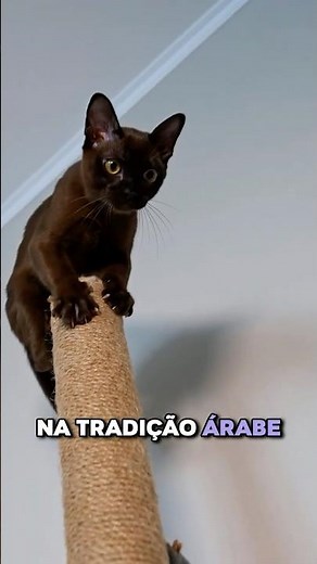POR QUE DIZEM QUE O GATO TEM 7 VIDAS? A Verdade por Trás do Mito! #shorts
