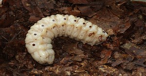 Beetle Larvae - Learn About Nature