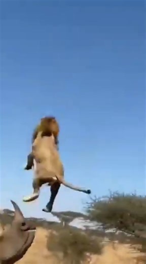 Savannah Showdown Caught on Camera. 🦏🔥 サバンナの対決、カメラが捉えた！사바나의 대결, 카메라에 포착되다! #animals #lion