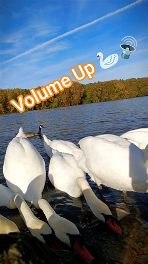Elegance on the Water: Swans Flock to the River in Fall 🍁