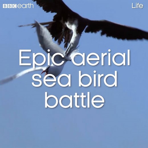Birds battle it out for food in the air! | BBC Earth