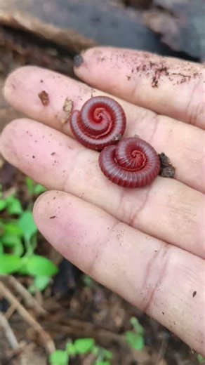 Cute Giant African Pill Millipedes #shortvideo #pillmillipede