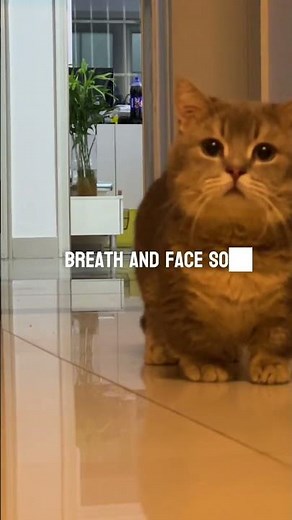 Why cats sniff your eyes or mouth when you wake up