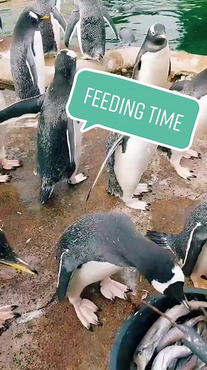 It’s feeding time at Penguins Rock #edinburgh #edinburghscotland #edinburghzoo #fyp #penguin #penguintok