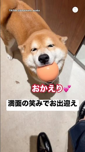 ボールを咥えて満面の笑みでお出迎えする柴犬が可愛すぎる💕 #柴犬 #犬 #いぬ #可愛い犬 #犬のいる暮らし