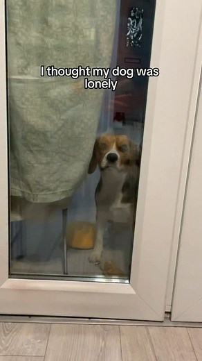 and that’s how the story went 😭😂 Now these babies are almost 4 & 6 and both expect me to play with them at the same time (one toy in each hand), instead of them playing together lol. #dog #beagle #funnydog #viralvideos #dogsofinstagram #beaglesofinstagram #dogsofig | Beagles Kiki & Koko