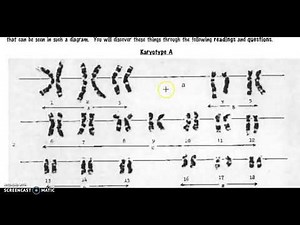 Reading Karyotypes Practice Ms. P Teach Me