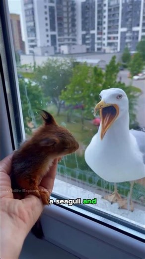 Seagull bird attack video fact #seagulls #seagull #shorts #animals #wildlife