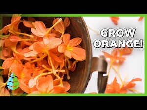 10 STUNNING Orange Flowers💐🧡 | Transform Your Garden (Easy to Grow)