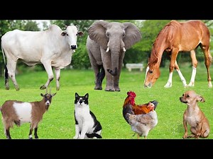 Farm Animal Sounds: Pig, Dog, Chicken, Sheep, Buffalo, Cow, Horse, Ostrich, Tiger – Farm Animals