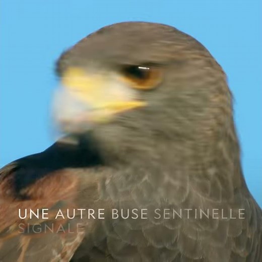 Les buses de Harris, seuls rapaces à chasser en groupe