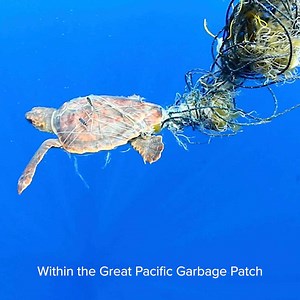 The Great Pacific Garbage Patch is a vast expanse of marine debris, but, it's not just plastic waste that makes up this area of the ocean: many ecosystems exist within and around these waters. To respectfully operate in these conditions, it's vital to understand any impact of our intervention.The purpose of our Environmental team is to monitor this impact prior, during, and after our cleanup efforts. How exactly? Watch the full video on our environmental monitoring work: https://youtu.be/Ac35Zo-