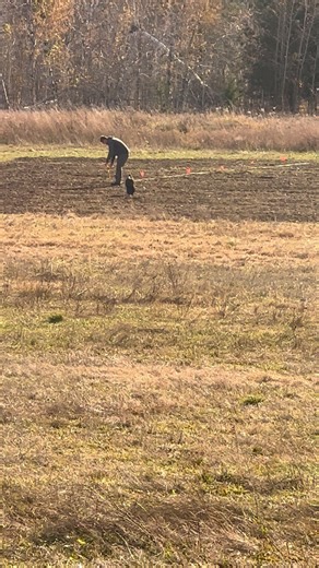 Progress on the 1.3ish acre wildflower pollinator patch! The area has been tilled 3 times, each a few weeks apart to let the seed bed already in the soil germinate and then terminate it before it goes to seed. Jonathan measured & divided the area into 26 sections each 10’x200’. You see him here marking it with flags earlier this week. Yesterday he seeded. That sounds so simple. It’s not. Mix ALL the different types of seeds, divide it by 26 (the 26 sections). Weigh 26 batches of seed. Mix each b