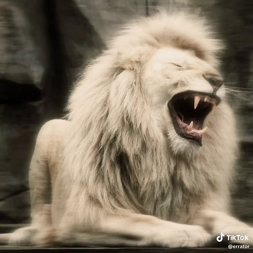 Discover the Fascinating World of White Lions