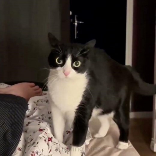 Cats Being Funny Again 😂😍 #funnyanimalvideos #funnycatvideos #catfunnyvideos #funnycatmoments