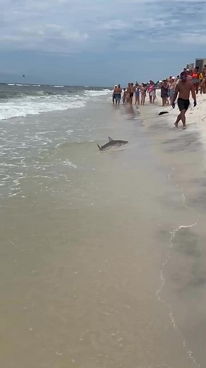 The poor baby shark had trouble getting back into the water and needed some assistance to get back in the water safely. | Sharks Are Awesome