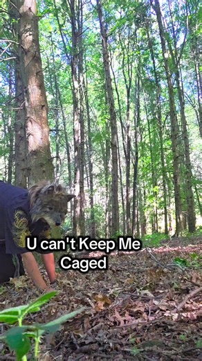 Explore Quadrobics for Therians: Jump and Move Freely