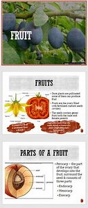 Fruit Lecture 10 PowerPoint