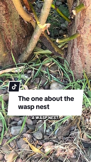 A story without a sting in the tail. 🐝 #waspnest #wasps #pestcontrol #norfolk