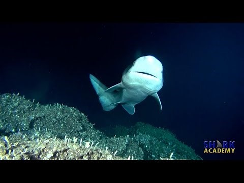 Prickly Shark | SHARK ACADEMY