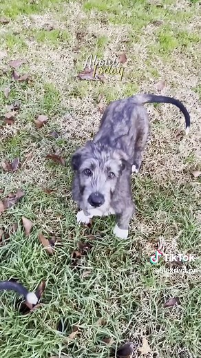 All About Irish Wolfhounds: A Brief Overview