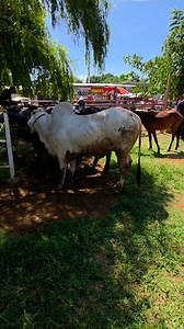 Toros brahaman gris de exelente porte. #toros #vacas #ganado | Hunter Vlogs