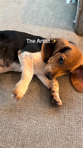 How the potty training is going.. #art #fyp #artist #puppy #beagle | Beagle