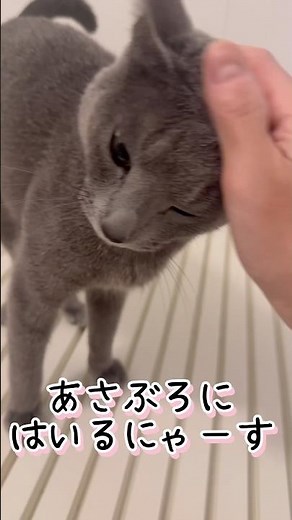 あさぶろであったまるねこ！#猫 #ロシアンブルー #cat #元気お届け #youtubeショート