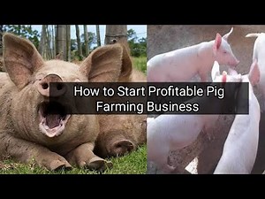 How to Start Profitable Pig Farming Business