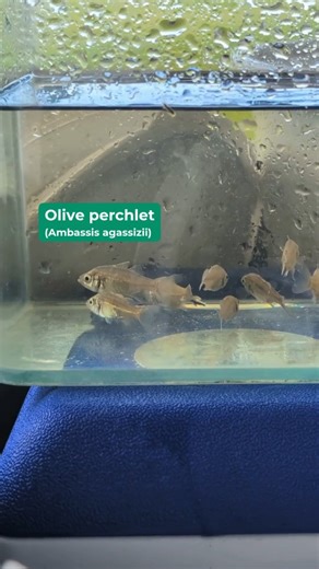 Green Adelaide on Instagram: "🎉 Today we’re celebrating a return to South Australia of the locally extinct olive perchlets (Ambassis agassizii). They are making a comeback in South Australia after more than 4 decades of absence. Once common in South Australian waterways, this native species hasn’t been sighted in the state since the 1980s. Now, olive perchlets sourced from a newly established population in Mildura will enable an introduction to a protected wetland at Glenelg Golf Club. It marks