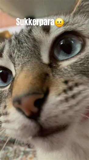 My friend first vlog😩 #funny #cat #cute #memes #funnycat