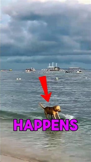 Don’t PANIC this is the Dog signs of Happy Tought 😱😲