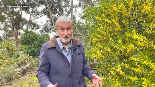 Don Burke films Burke’s Backyard YouTube clips from Sydney home