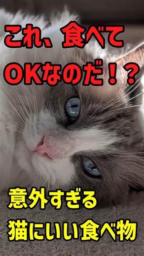 【意外】猫にこれ、実はOKです！健康を支える「人間用食材」5選 #ずんだもん #猫