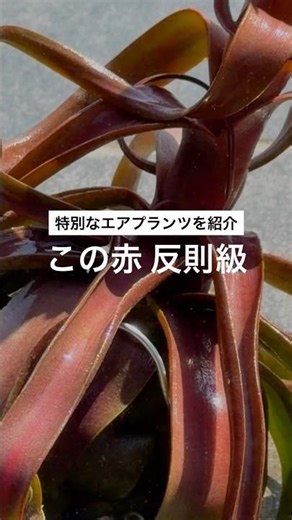 奇跡の赤色チランジア！激レアな一株をご紹介