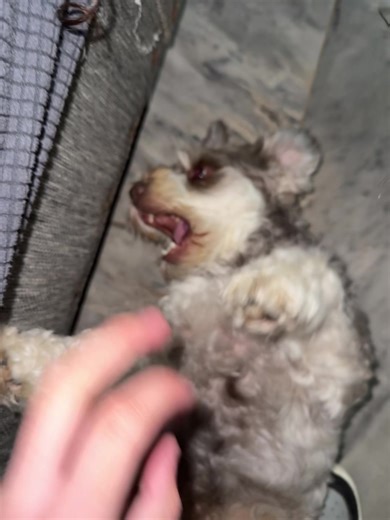 Funky Lil Monkey Dance Challenge