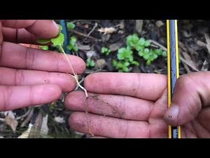 How to propagate hellebores