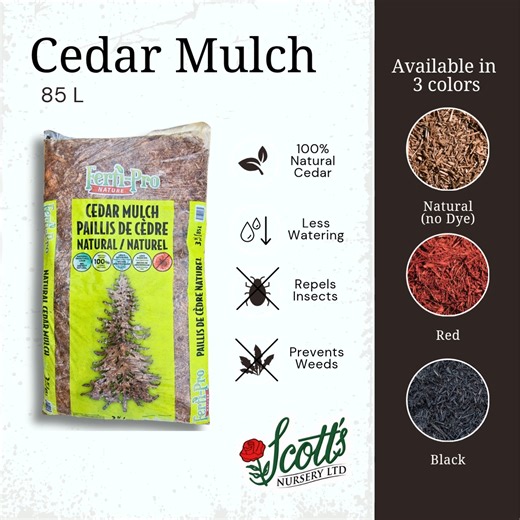 2.1K views |  Mulch Restock Alert! We just received a large order of bagged cedar mulch — including Natural Mulch, finally back in stock after being sold out! Now available at Scott’s Nursery: 蝹 Natural  Red ⬛ Black Perfect for keeping moisture in, weeds out, and your garden looking sharp! #ScottsNursery #Fredericton #GardenEssentials #NaturalMulch #FrederictonGardens #SupportLocal | Scott's Nursery | Facebook