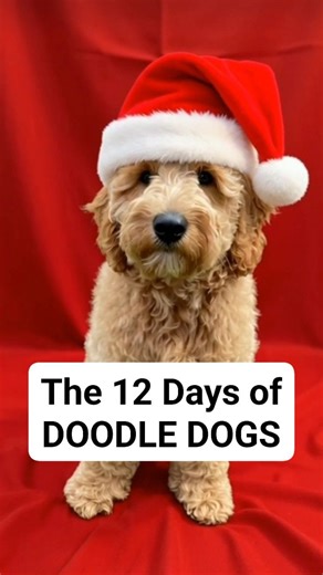 🎶🐶 THE 12 DAYS OF DOODLE DOGS! 🐶🎶 On the first day of Doodle-mas, my true love gave to me… a doodle under the tree! 🎄 We’re celebrating 12 of the most loved doodle breeds — each one bringing its own charm, fluff, and fanbase! ✨ Day 1: Goldendoodle – the ultimate family favourite ✨ Day 2: Labradoodle – brains, beauty & boundless energy ✨ Day 3: Bernedoodle – gentle giants with teddy-bear looks ✨ Day 4: Sheepadoodle – big, fluffy, and full of personality ✨ Day 5: Aussiedoodle – smart, sporty,