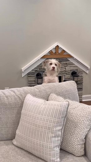 50K views · 4.3K reactions | Roo tricked her brothers! #dogsoftiktok #puppy #goldenretriever #dog | Kids ft Dogs | Facebook