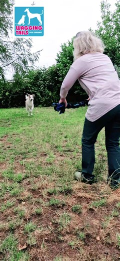 WAGGING TAILS Dog Training on TikTok