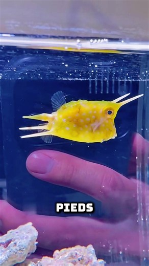 Mon poisson vache est dangereux! Pourquoi et que faire