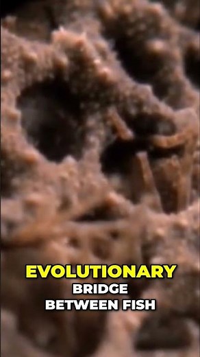 Evolutionary History: Reptiles vs. Amphibians Revealed! #shorts